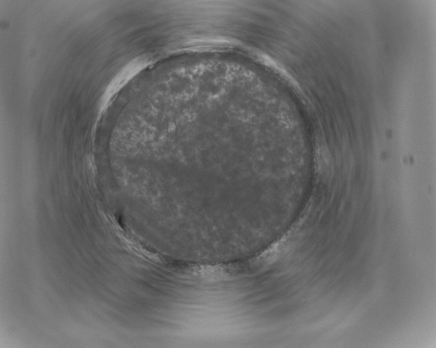 X0000077321362200611171732