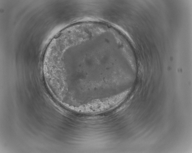 X0000077321367200611171732