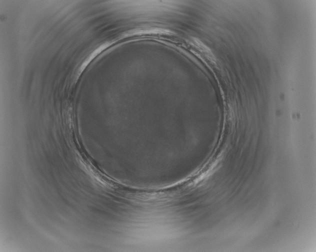 X0000077321369200611171732