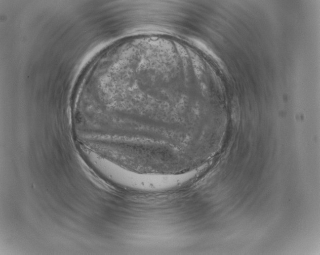 X0000077321372200611171732