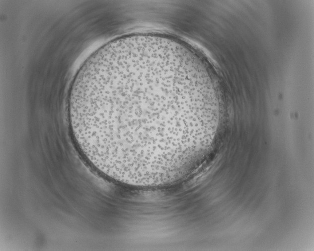 X0000077321375200611171732