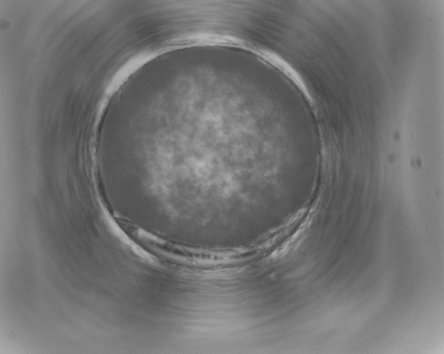 X0000077321381200611171731