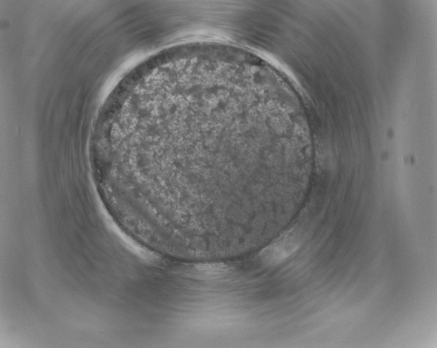 X0000077321383200611171731