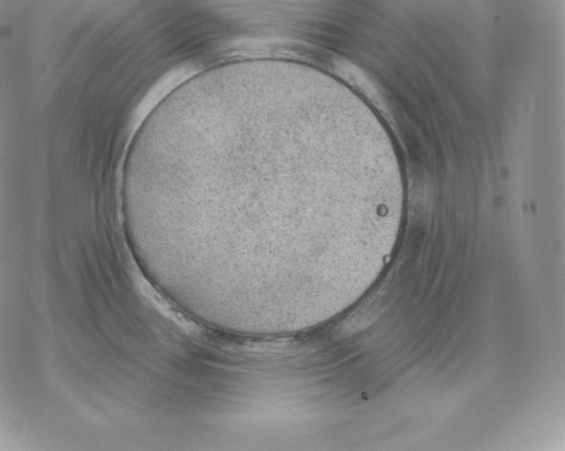 X0000077321386200611171731