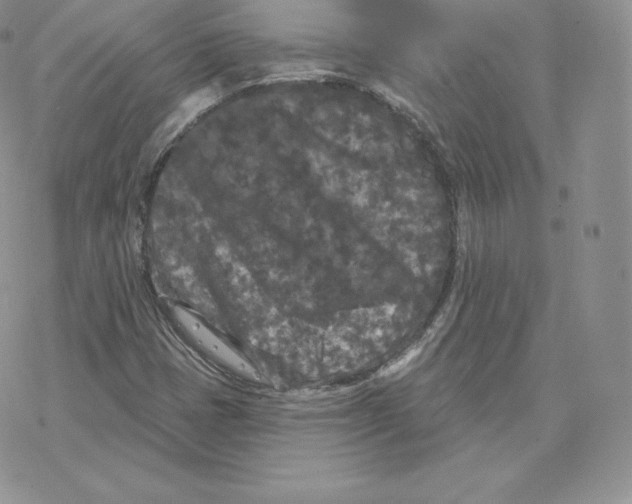 X0000077321401200611171731