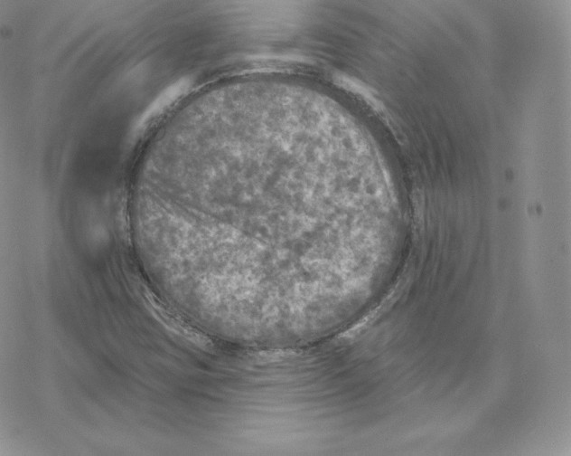 X0000077321403200611171731