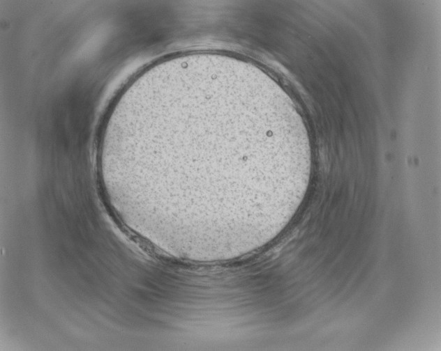 X0000077321416200611171731