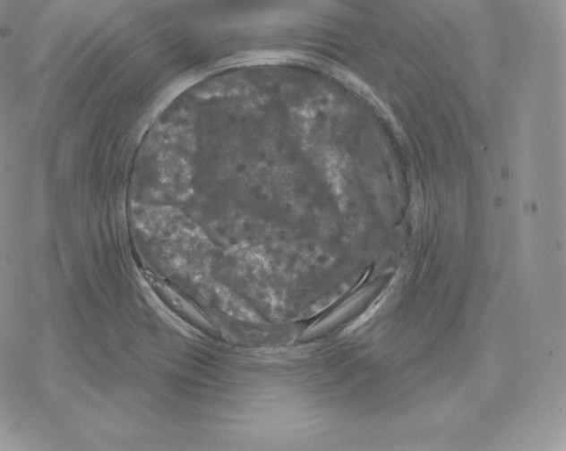 X0000077321417200611171731