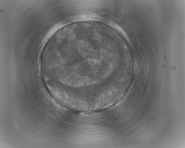 X0000077321419200611171731