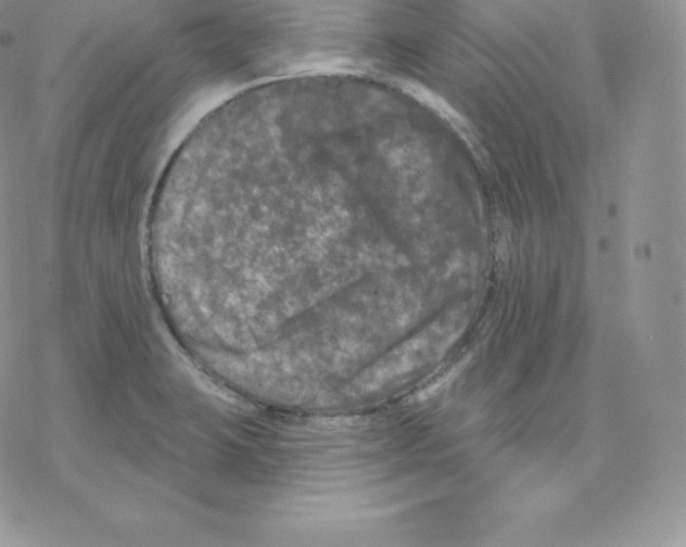 X0000077321423200611171731