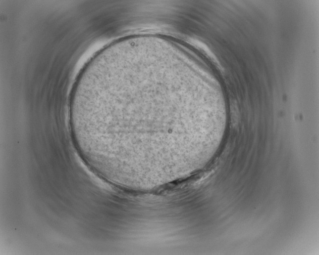 X0000077321424200611171731