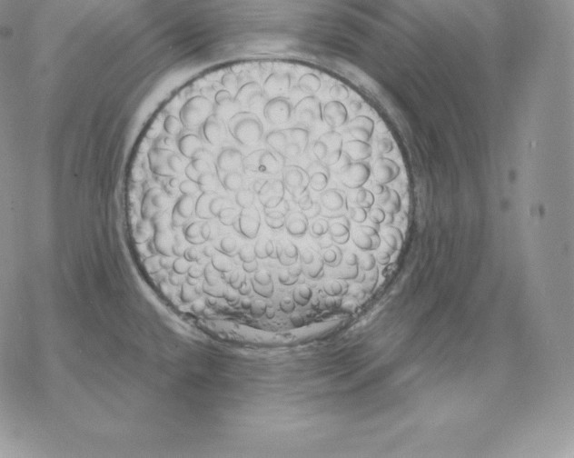 X0000077321432200611171731