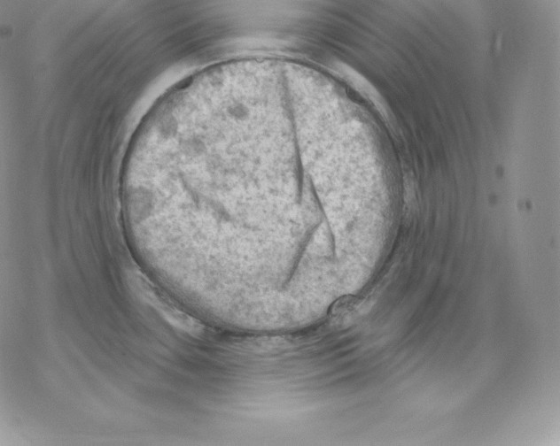 X0000077321435200611171731