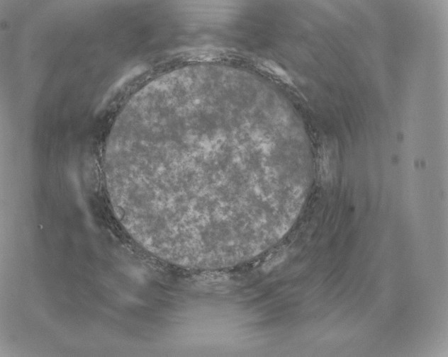 X0000077321446200611171730