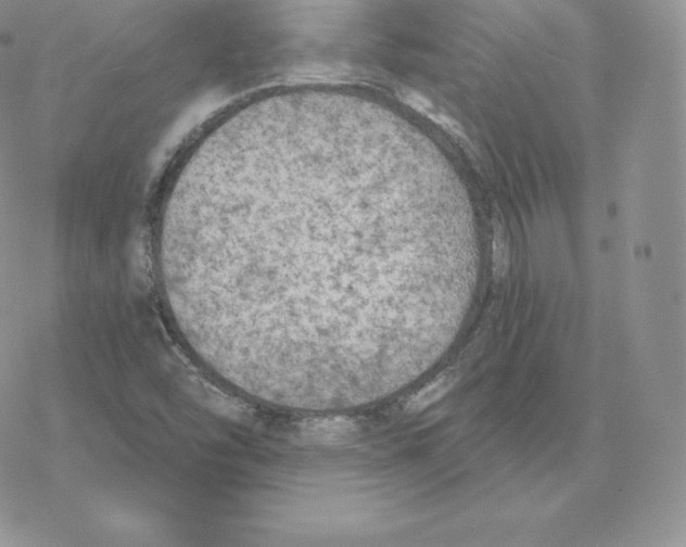 X0000077321454200611171730