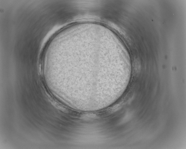 X0000077321462200611171730