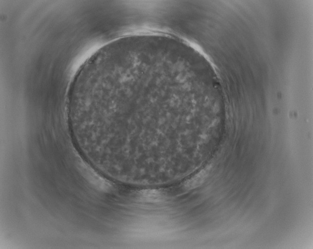 X0000077321463200611171730