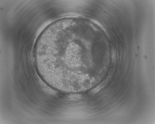 X0000077321466200611171730