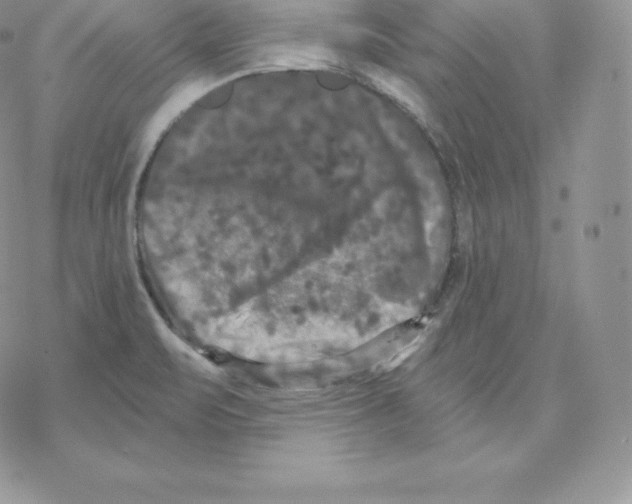 X0000077321471200611171730