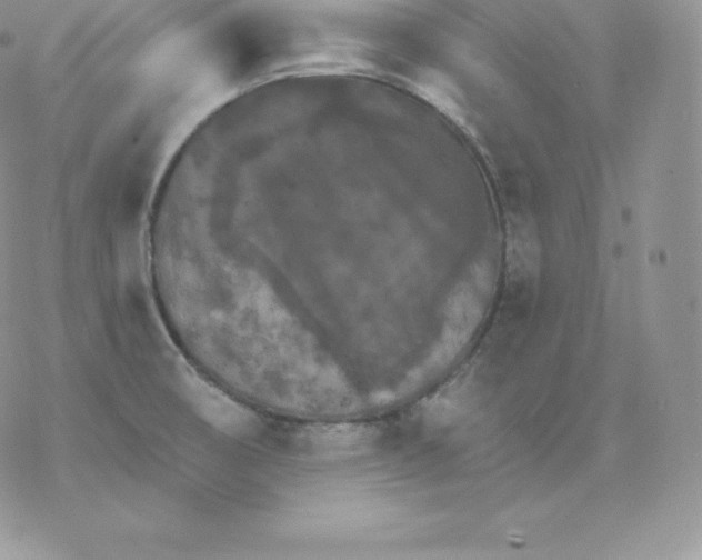 X0000077321474200611171730