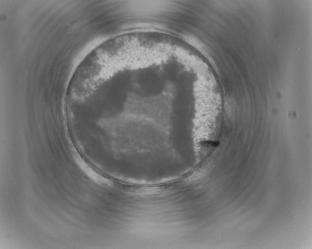 X0000077321482200611171730