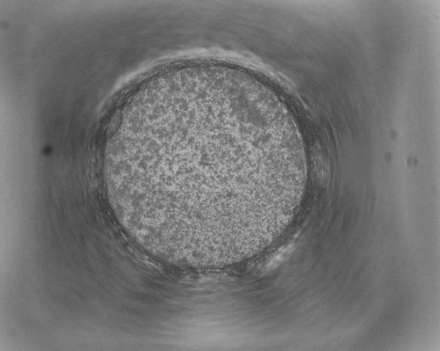 X0000077321494200611171729