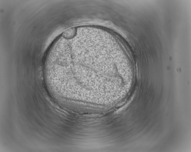 X0000077321501200611171729