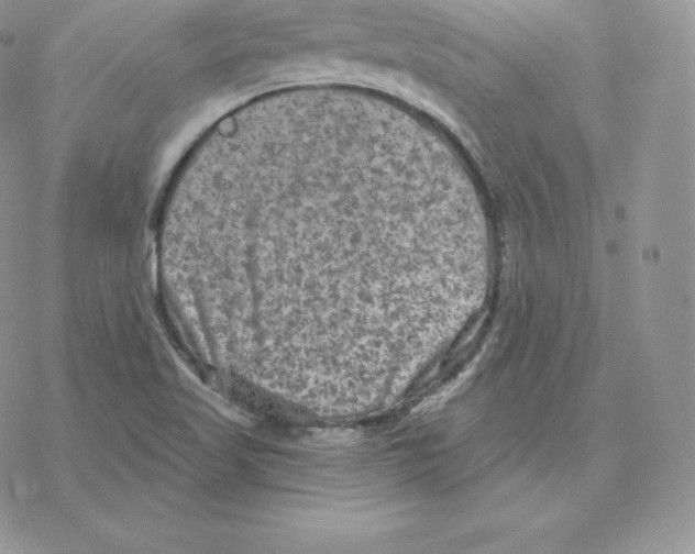 X0000077321509200611171729