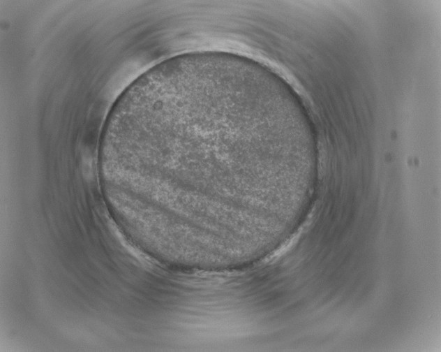 X0000077321513200611171729