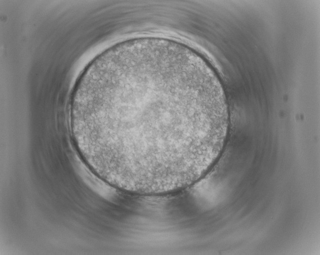 X0000077321514200611171729