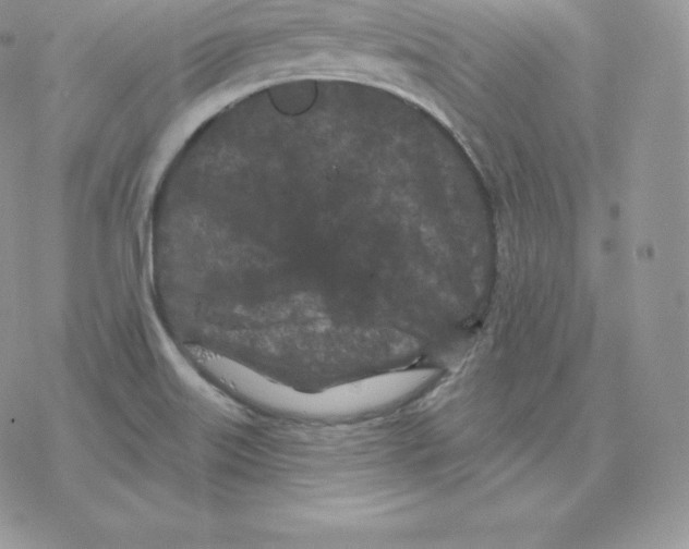 X0000077321515200611171729