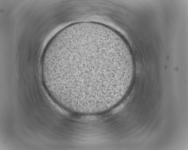 X0000077321517200611171729