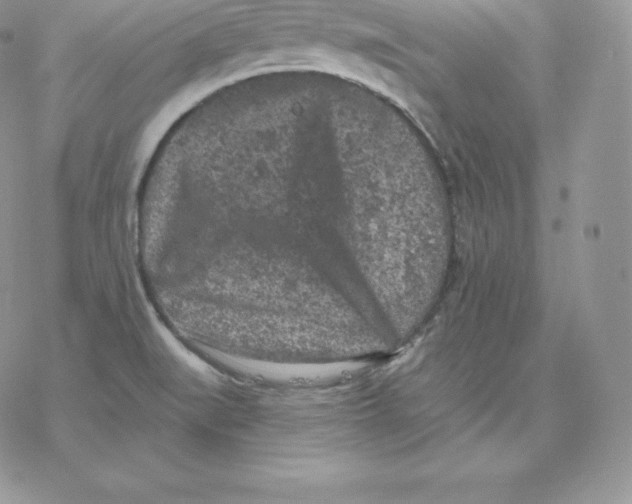 X0000077321519200611171729