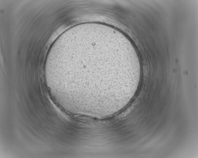 X0000077321521200611171729