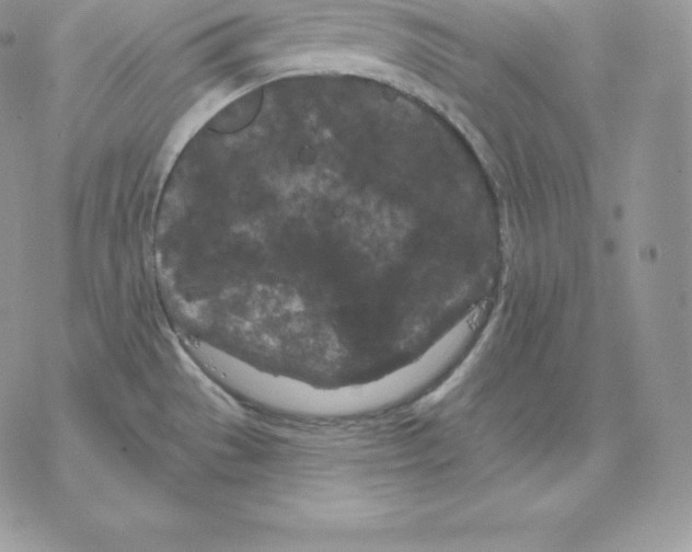 X0000077321529200611171730