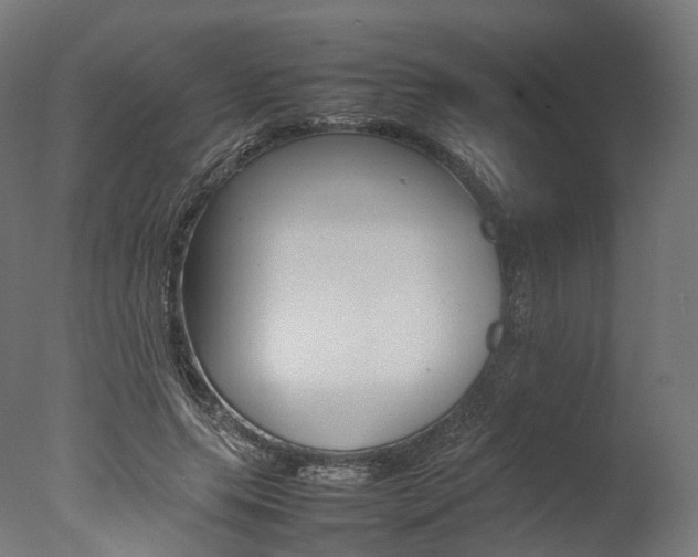 X0000077330639200610200916