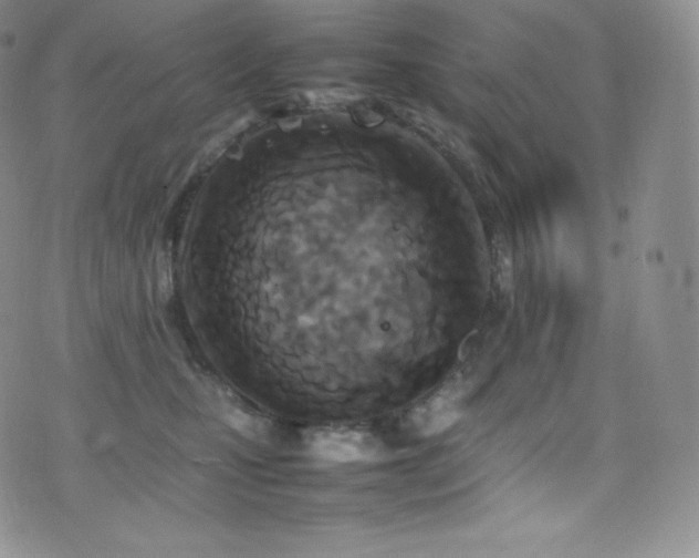 X0000077330471200610201232