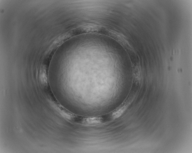X0000077330622200610201230