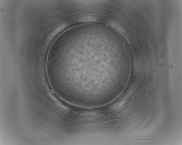 X0000077330625200610201229