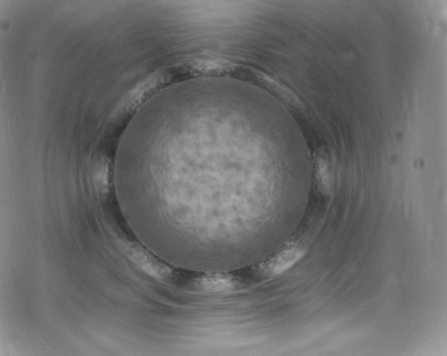 X0000077330668200610201229