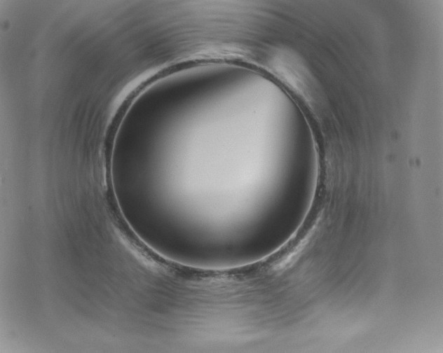 X0000077330838200610201226