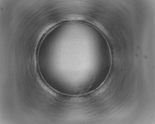 X0000077330840200610201226