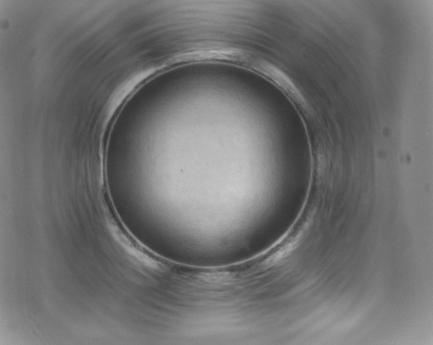 X0000077330844200610201226