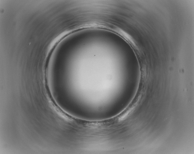 X0000077330854200610201226