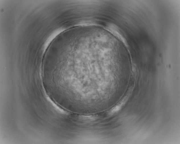 X0000077330855200610201226