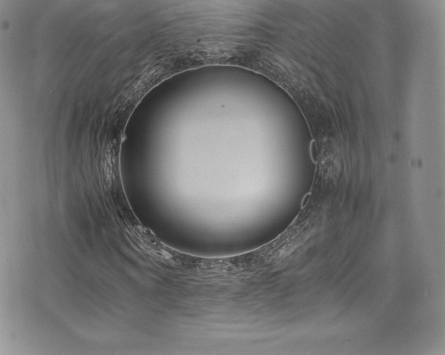 X0000077330866200610201226
