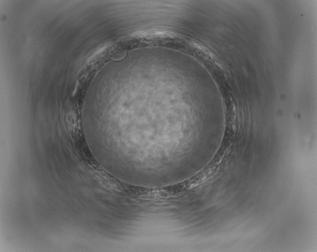X0000077330966200610201224