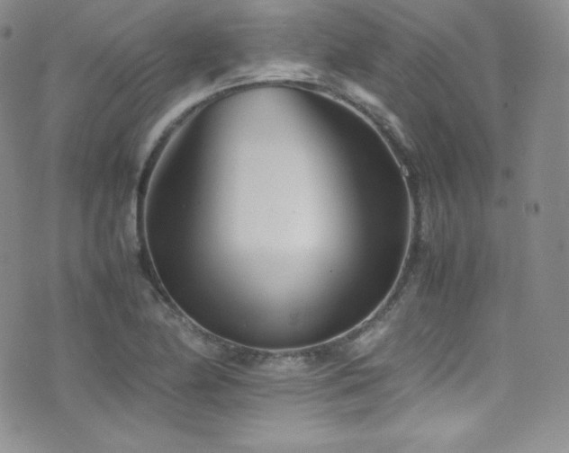 X0000077331174200610201221