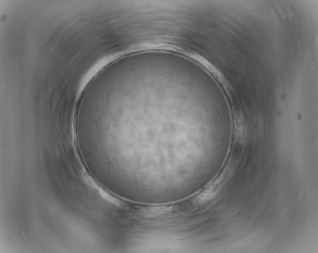 X0000077331294200610201219