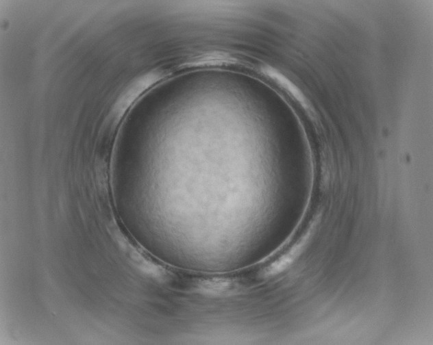 X0000077331329200610201218